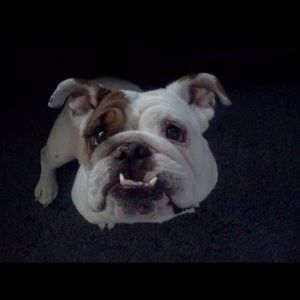 Meet your Posher, Brandon